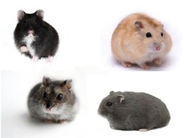 Russische hamster mix vrouw