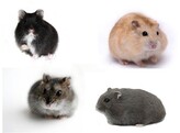 Hamster russes mix femelle