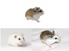 Roborovski hamster mix man