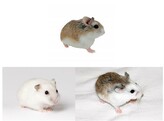 Roborovski hamster mix man