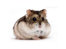 Russische hamster wildkleur beide geslachten