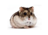 Russische hamster wildkleur beide geslachten