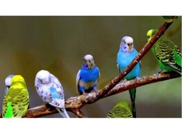 Melopsittacus undulatus seizoensprijs/prix saisonier