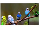 Melopsittacus undulatus seizoensprijs/prix saisonier