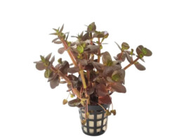 Bacopa salzmannii purple