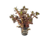 Bacopa salzmannii purple