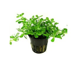 Bacopa monieri