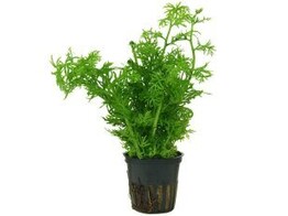 Ceratopteris thalictroides  fine 
