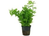 Ceratopteris thalictroides  fine 