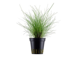 Eleocharis parvula