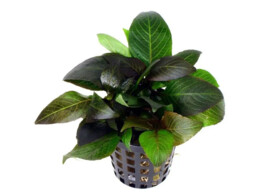 Hygrophila dwarf