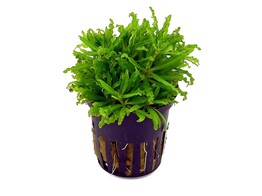 Pogostemon helferi