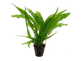 Microsorum pteropus