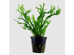 Microsorum Windelov  crisped leaves 