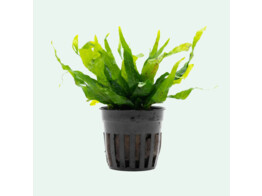 Microsorum pteropus var. petite