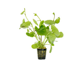 Hydrocotyle leucocephala