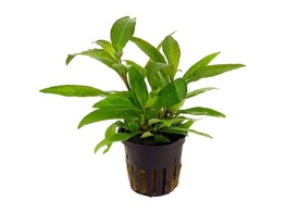 Hygrophila siamensis