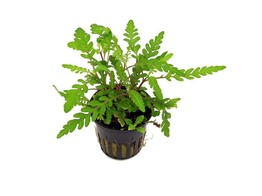 Hygrophila pinnatifida