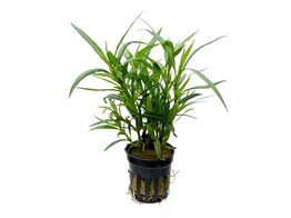 Hygrophila salicifolia