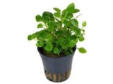 Lobelia cardinalis mini