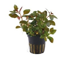 Ludwigia repens Rubin