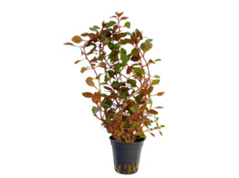 Ludwigia sp.mini red