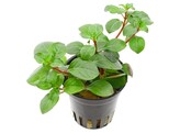 Ludwigia sp.  Mesacana 