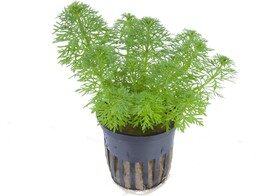 Limnophila sessiliflora