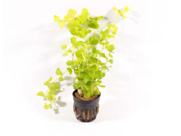 Lysimachia aurea  yellow 
