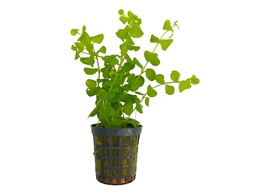 Lysimachia nummularia  green 