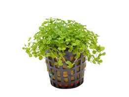 Micranthemum Monte Carlo