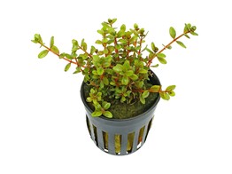 Rotala rotundifolia