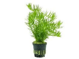 Rotala sp. green