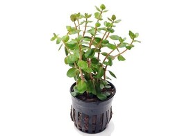 Rotala you-yai