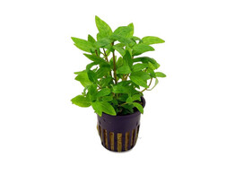 Staurogyne repens