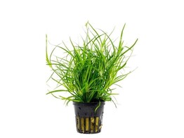 Juncus Repens