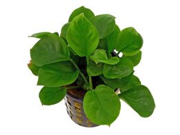 Anubias congensis round  rond 