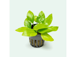 Anubias nana Gold - yellow heard
