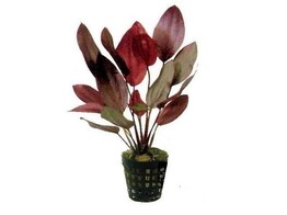 Echinodorus ozelot red