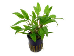 Cryptocoryne wendtii green