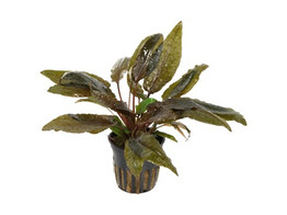 Cryptocoryne wendtii brown