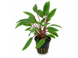 Cryptocoryne beckettii
