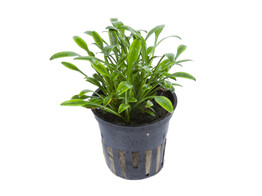 Cryptocoryne parva