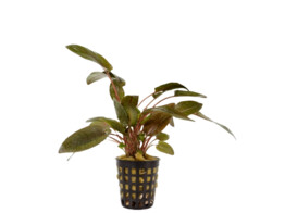 Cryptocoryne wendtii Tropica
