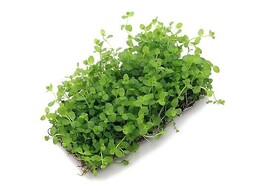 Micranthemum Monte Carlo - mat