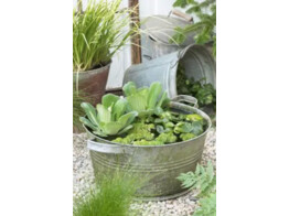 208 Mix floating plants