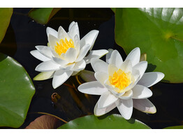 Nymphaea  Gladstoniana 