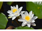 Nymphaea  Gladstoniana 