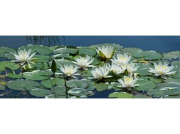 Nymphaea  Marliacea Albida 