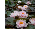 Nymphaea  Fabiola 